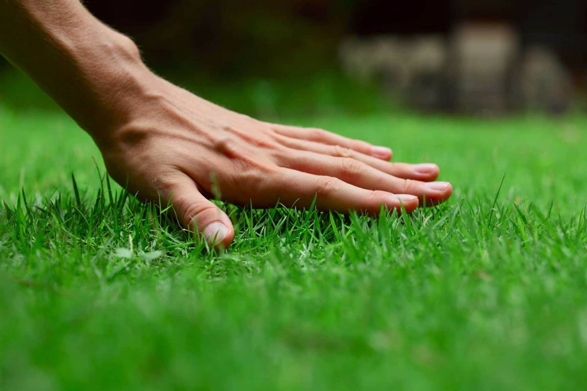 Gazon naturel — 15 DT/m² (1-49 m²) · 9 DT/m² (50+ m²)